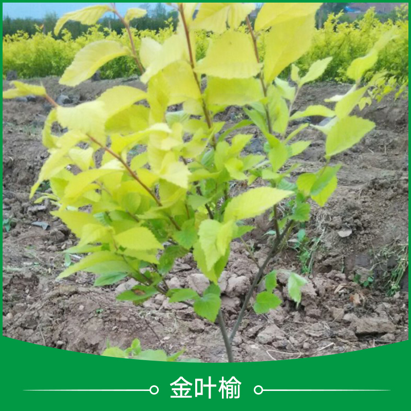 陜西金葉榆樹苗批發(fā) 中華金葉榆 金葉榆盆裝苗|大地苗 金葉榆球
