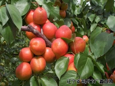 供應(yīng)幸運大李子苗出售幸運大李子苗