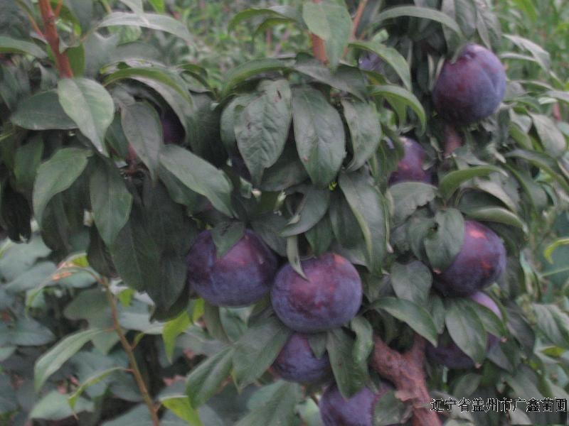 供應(yīng)幸運大李子苗出售幸運大李子苗