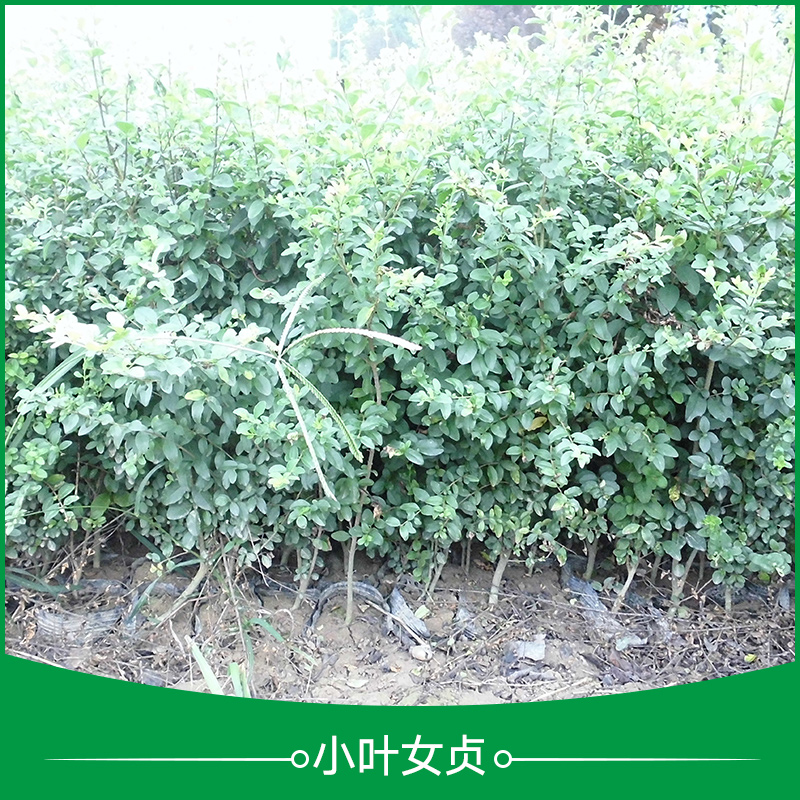 小葉女貞樹苗 小葉女貞營(yíng)養(yǎng)杯苗 小葉女貞球 庭院觀賞樹 園林綠化綠籬樹