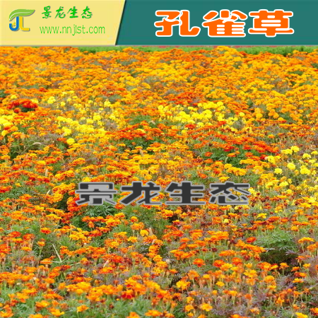 花卉種子 蛇目菊 百日草 孔雀草 野菊 波斯菊 產(chǎn)地批發(fā)