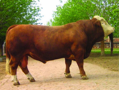 福建肉牛批發(fā)提供養(yǎng)殖技術(shù)小牛犢市場(chǎng)行情