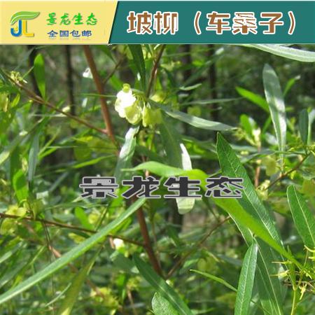 大量灌木種子 車桑子 坡柳 紫穗槐 胡枝子 紫花苜蓿 產(chǎn)地直銷