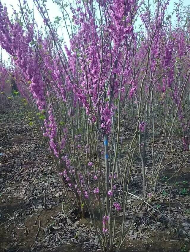 河南紫荊/河南鄢陵紫荊價(jià)格/紫荊/紫荊批發(fā)/河南紫荊直銷