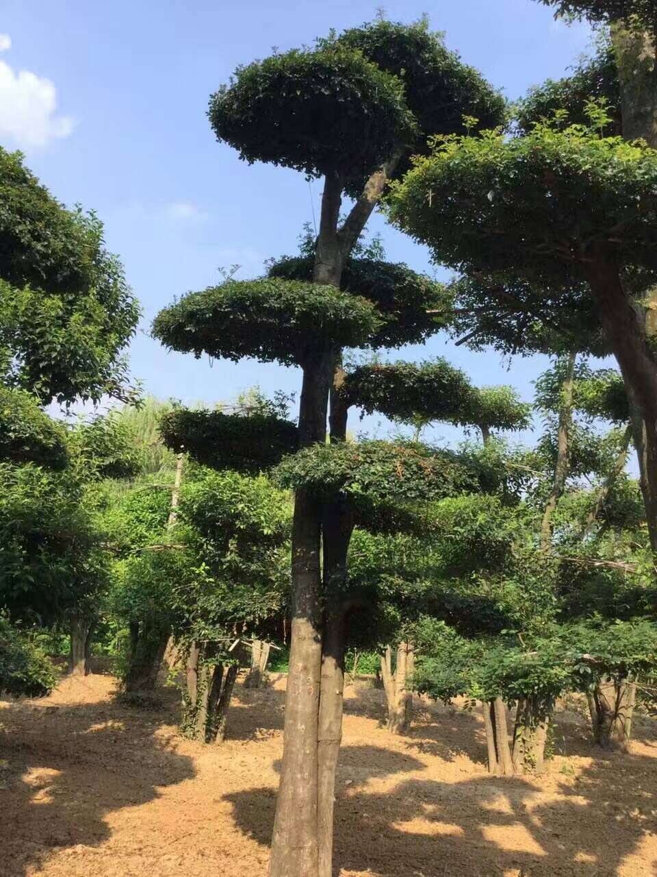 河南對節(jié)白臘/對節(jié)白臘/對節(jié)白臘價格/河南鄢陵對節(jié)白臘批發(fā)基地