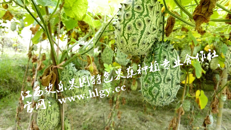 供應(yīng)火參果鮮果批發(fā)進(jìn)口非洲蜜瓜 非洲新鮮火參果 火參果鮮果 火參果鮮果廠家批發(fā)