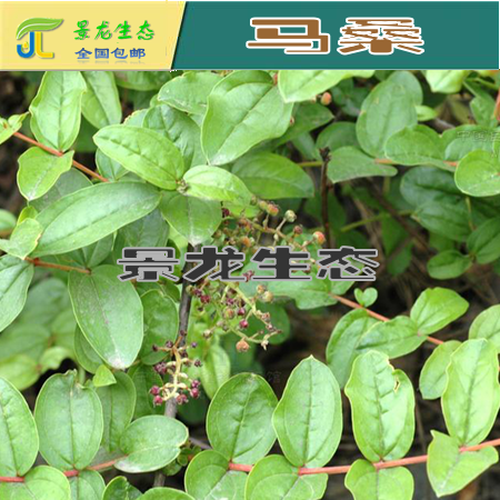 灌木種子 馬桑種子 火棘種子 馬棘種子 黃荊種子 荊條種子