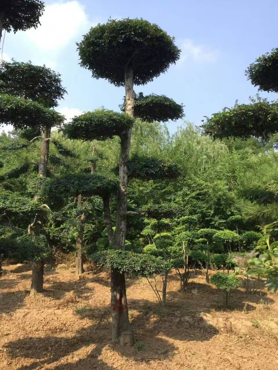 河南對節(jié)白臘/對節(jié)白臘/對節(jié)白臘價格/河南鄢陵對節(jié)白臘批發(fā)基地