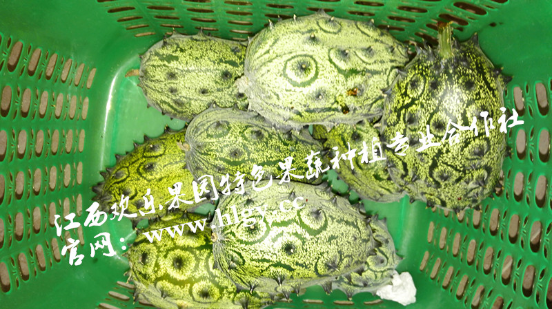 非洲蜜瓜刺角瓜種子批發(fā)火參果種植技術(shù)栽培 帶刺非洲蜜瓜種子供應(yīng)