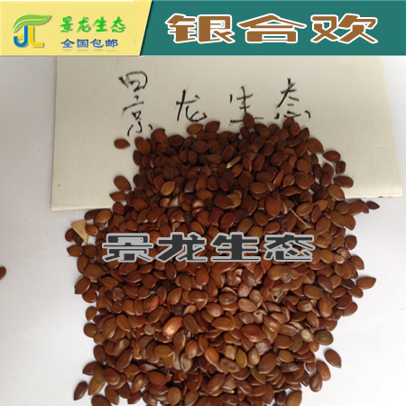 灌木種子批發(fā) 銀合歡 金合歡 鹽膚木 多花木蘭 刺槐 產(chǎn)地供應(yīng)