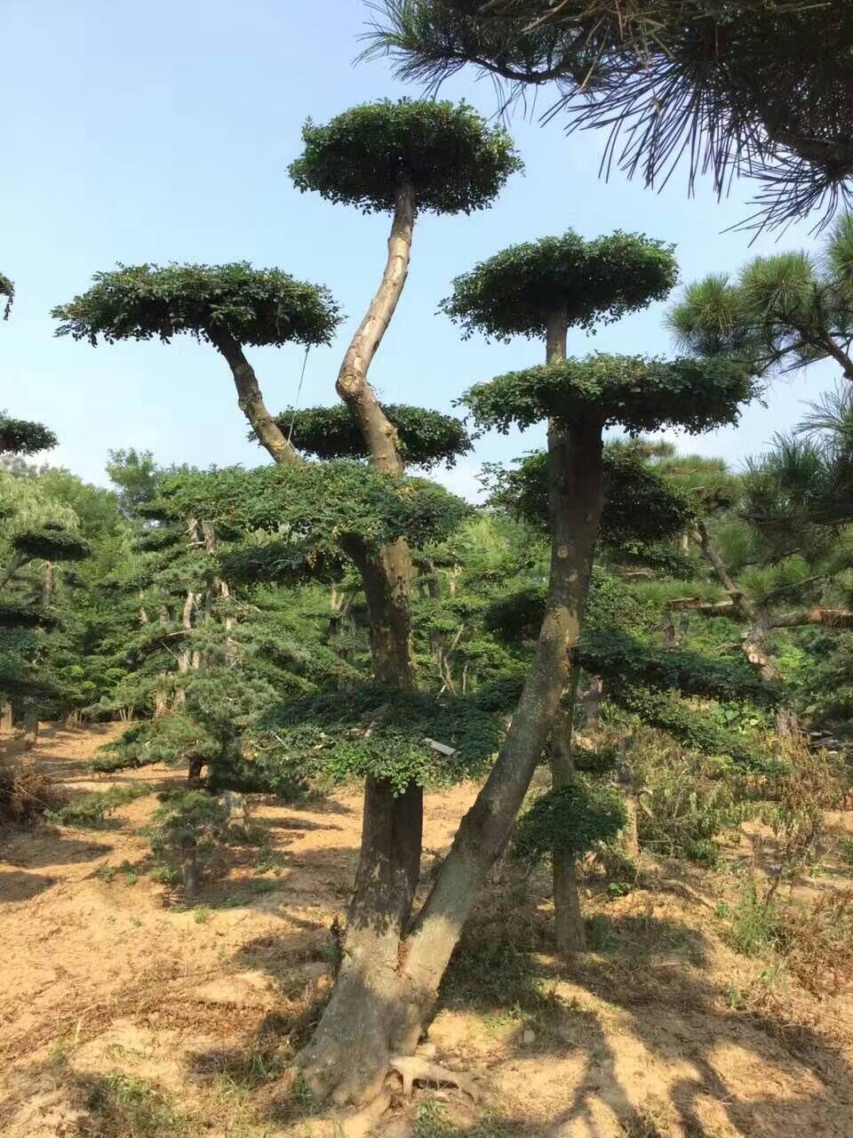 河南對節(jié)白臘/對節(jié)白臘/對節(jié)白臘價格/河南鄢陵對節(jié)白臘批發(fā)基地