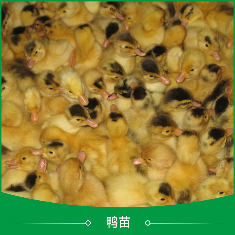 鴨苗批發(fā)價(jià)-多少錢-供應(yīng)-報(bào)價(jià)【廣州惠民禽業(yè)有限公司】