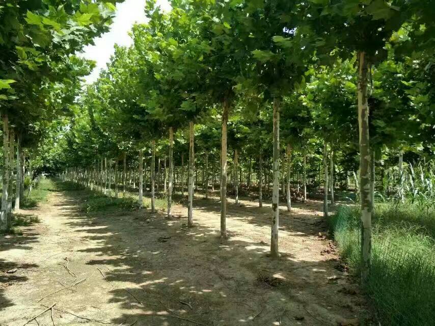 北京苗木20公分法桐價格 北京20公分法桐價格