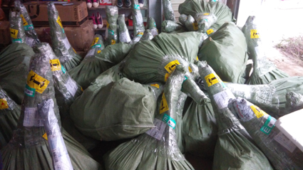 桃苗_冬桃苗_桃樹苗_中熟品種桃苗_紅花鷹嘴桃苗_桃苗新品種_鷹嘴桃苗價(jià)格_連平縣禧德福鷹嘴桃苗基地