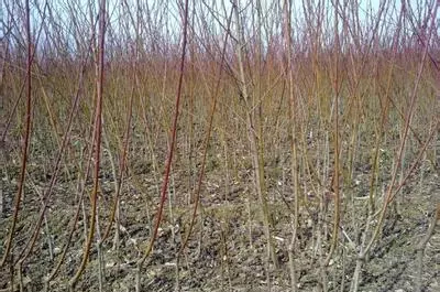 桃苗 鷹嘴蜜桃苗 鷹嘴桃苗 鷹嘴水蜜桃苗 鷹嘴桃價格 鷹嘴桃苗批發(fā) 鷹嘴桃開花時間 鷹嘴桃上市時間