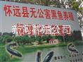 黑魚(yú)苗 新河黑魚(yú)苗，條形好長(zhǎng)的快