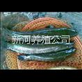 黑魚(yú)苗 新河黑魚(yú)苗，條形好長(zhǎng)的快