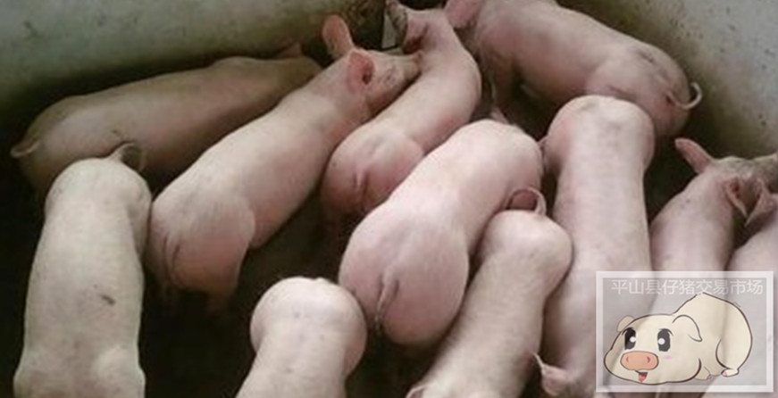 廣東仔豬批發(fā)價格 廣東仔豬批發(fā)價格 廣東仔豬批發(fā)交易市場