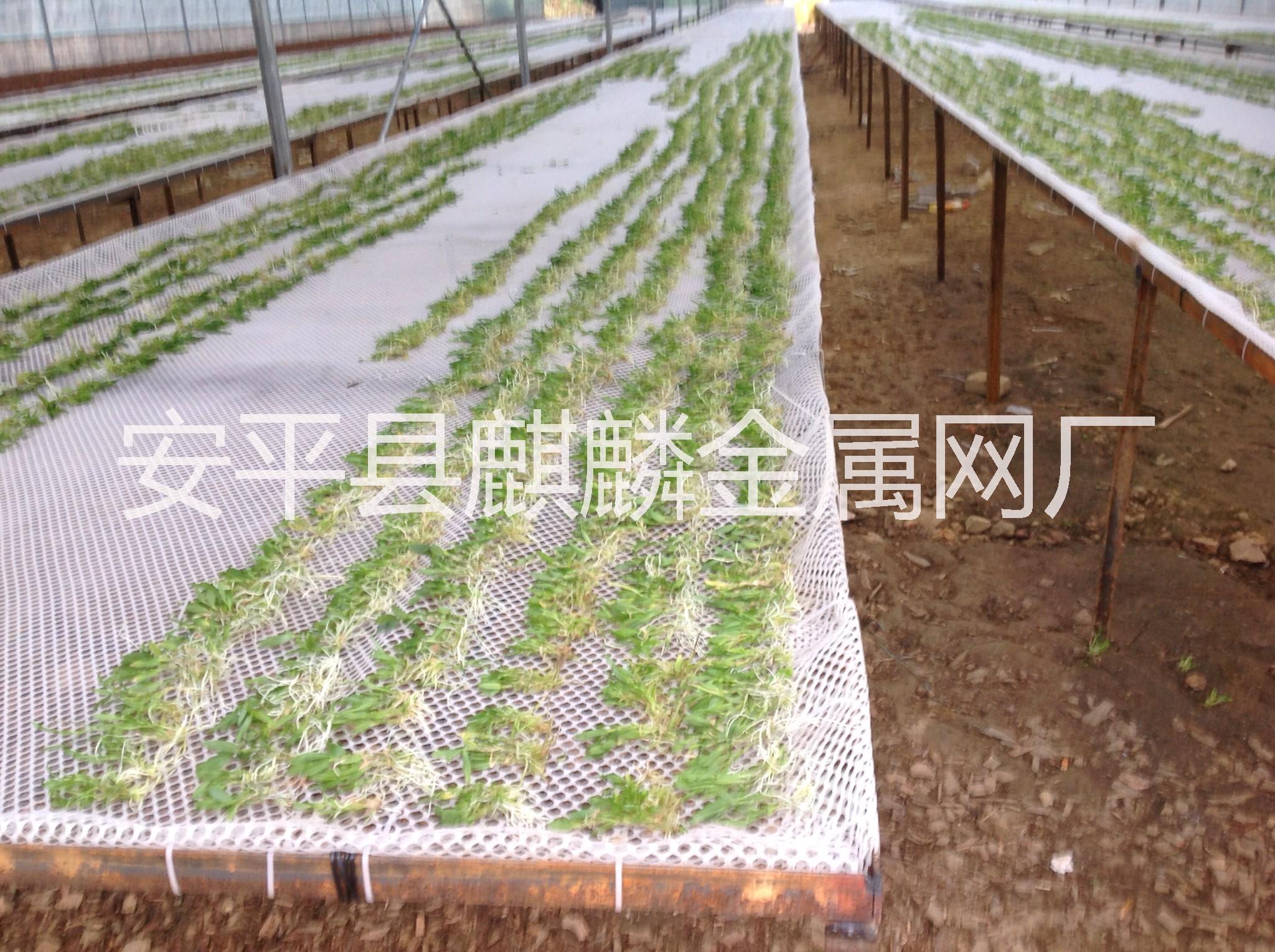 供應(yīng)塑料平網(wǎng)設(shè)備塑料平網(wǎng)養(yǎng)雞網(wǎng)