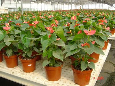 供應(yīng)北京室內(nèi)綠植租賃 綠植租擺 北京辦公室綠植租賃、綠植租擺