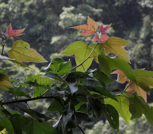 貴州楓香小苗 貴州楓香小苗價格 貴州楓香小苗批發(fā)一年生小苗