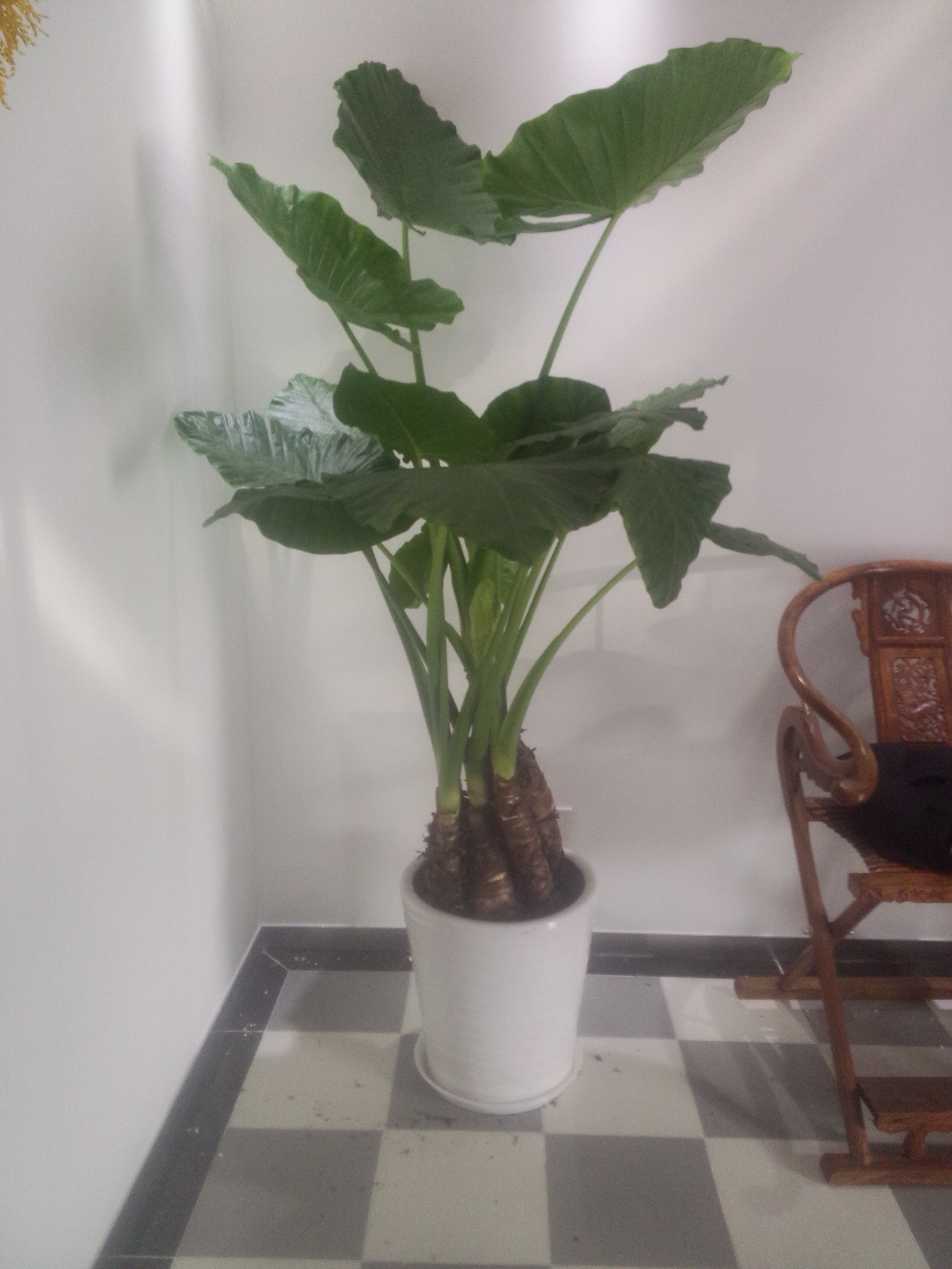 供應(yīng)綠植租賃北京綠植租擺 朝陽區(qū)綠植租賃、朝陽綠植租擺