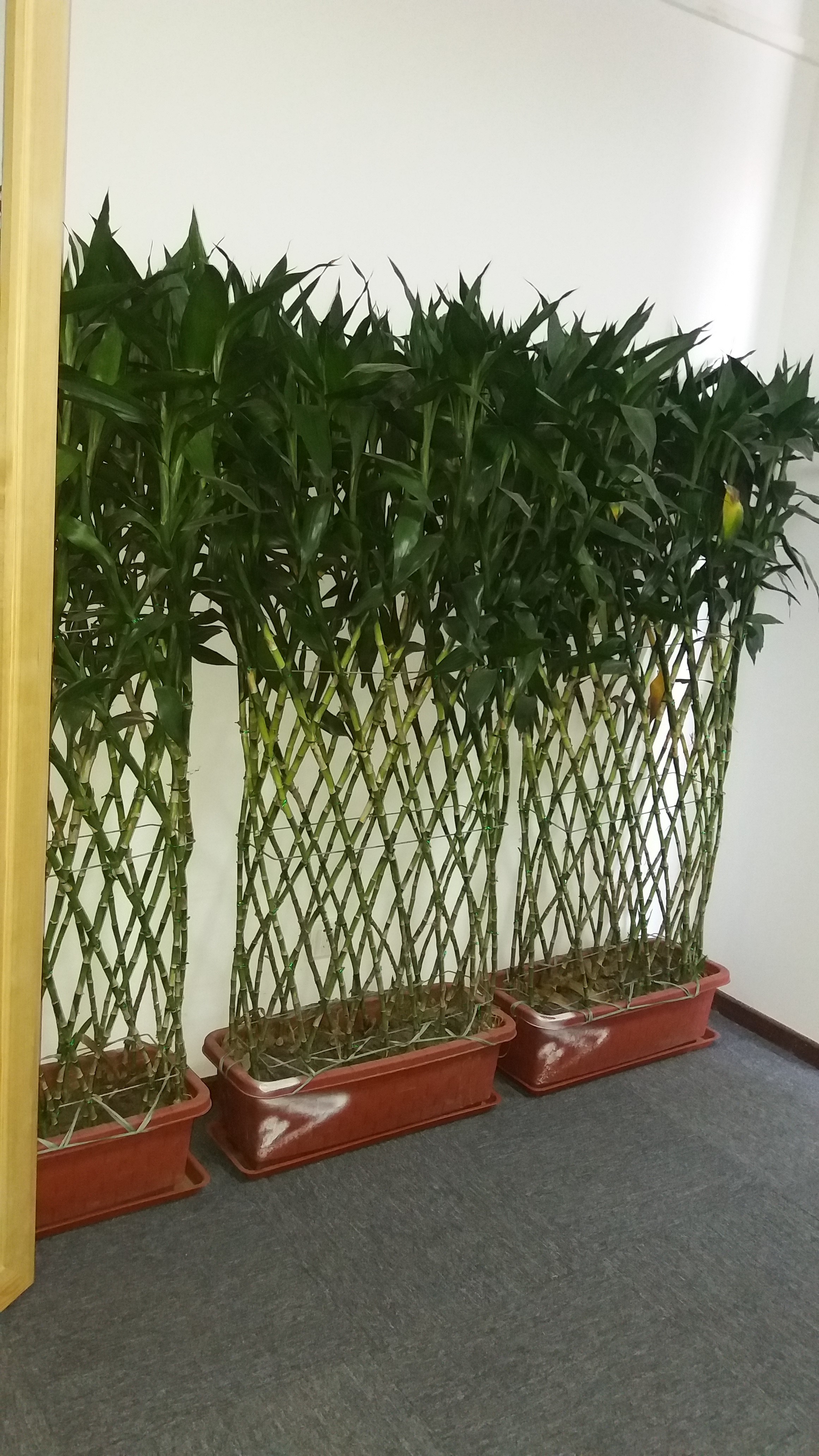 供應(yīng)北京室內(nèi)花卉租賃北京綠植租擺