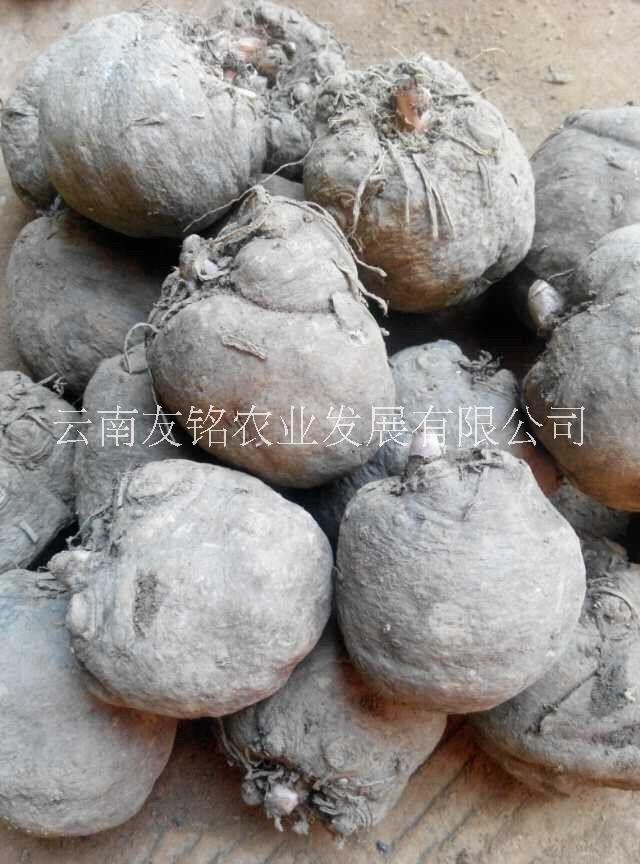 魔芋種子供應、富滇芋魔芋種子、花魔芋、云南 陜西 貴州 四川 廣元魔芋種子供應商