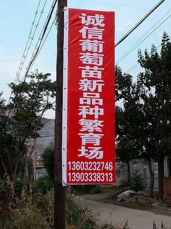 玲瓏指葡萄苗 玲瓏指葡萄苗價格