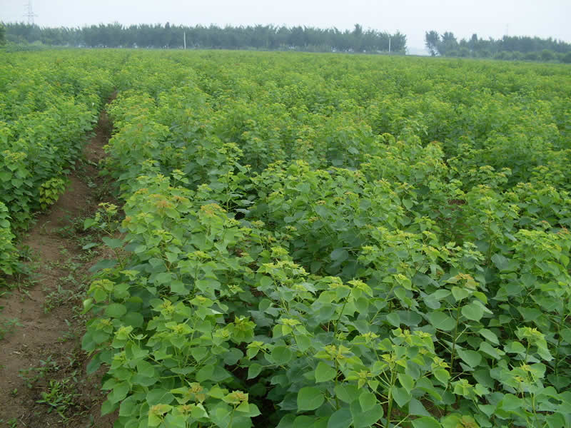 烏桕小苗批發(fā) 江西烏桕小苗 重慶烏桕小苗價(jià)格 一年生烏桕小苗