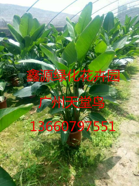 家庭客廳琴葉榕盆栽報價 琴葉榕2017報價 優(yōu)質(zhì)琴葉榕供應(yīng)