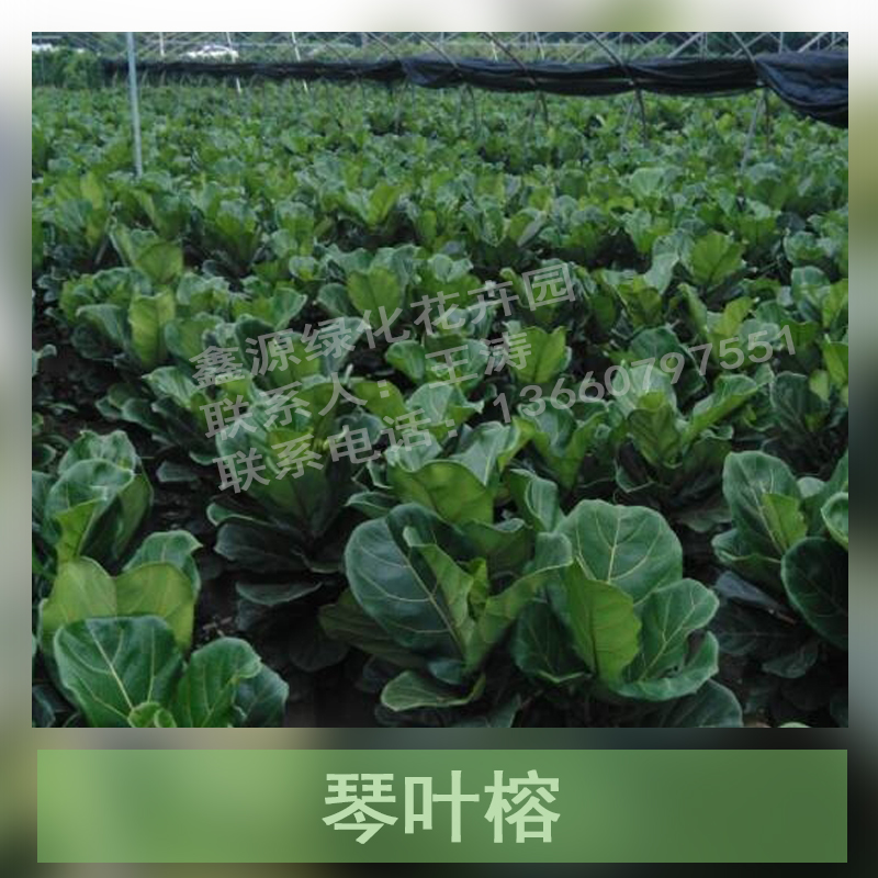 嶺南花卉市場進(jìn)貨攻略 廣州嶺南花卉市場 嶺南花卉批發(fā)