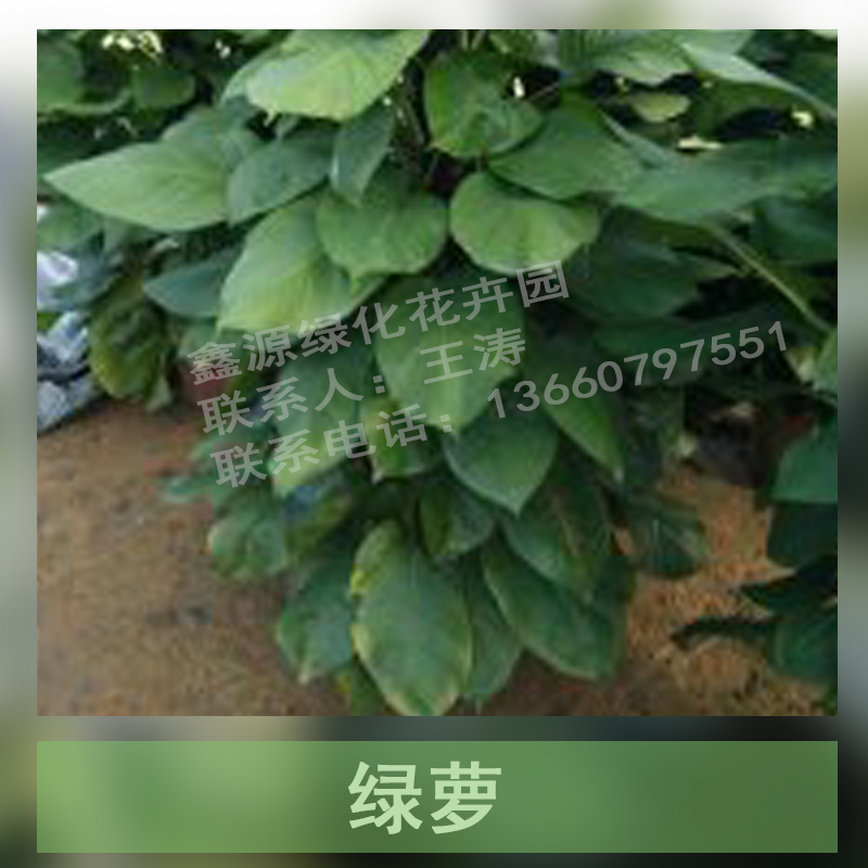 廣州綠蘿 青葉綠蘿基地直銷 批發(fā)零售 綠蘿吊蘭