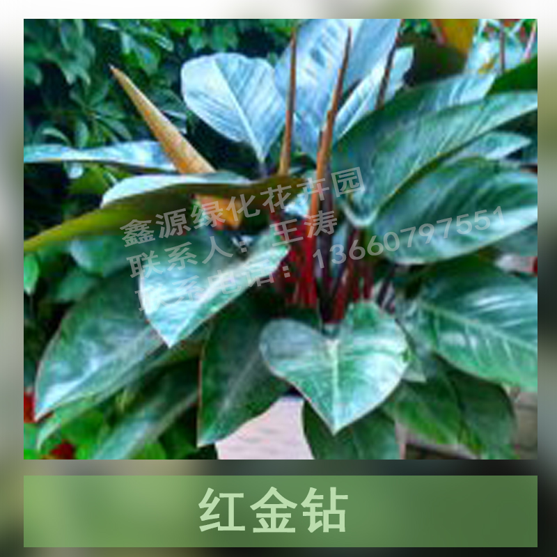 紅金鉆基地直銷 金鉆盆栽批發(fā)  紅金鉆植物價格 廣州紅金鉆