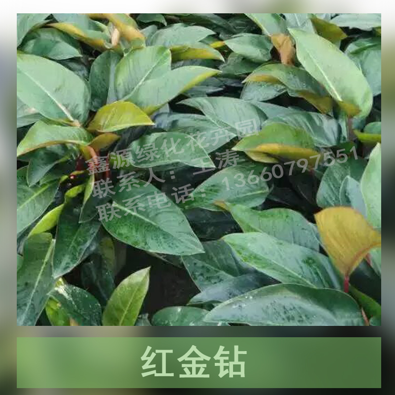 紅金鉆基地直銷 金鉆盆栽批發(fā)  紅金鉆植物價格 廣州紅金鉆