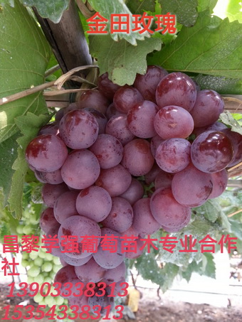 美國無核葡萄苗 美國無核葡萄苗