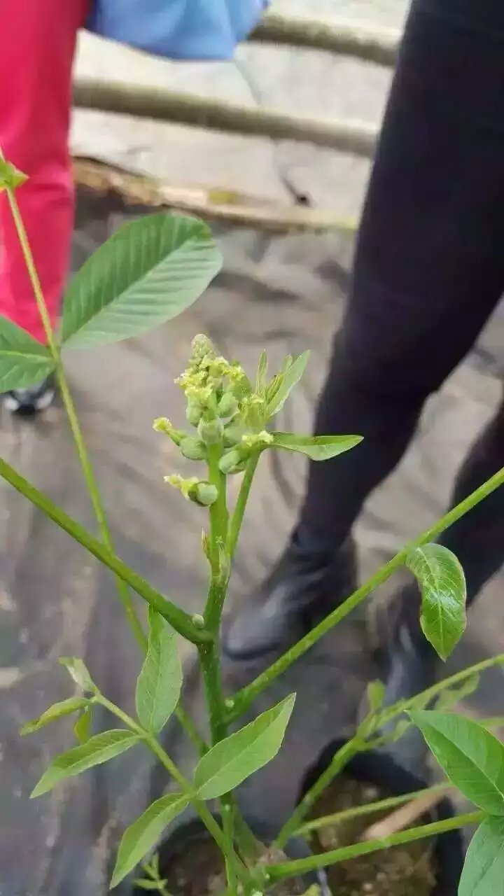 核桃苗價(jià)格，薄皮核桃苗，薄皮核桃苗