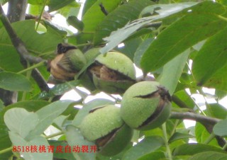 核桃苗價(jià)格，薄皮核桃苗，薄皮核桃苗