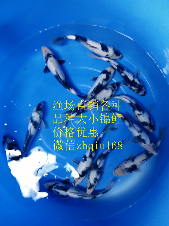 日本錦鯉白寫 魚活體