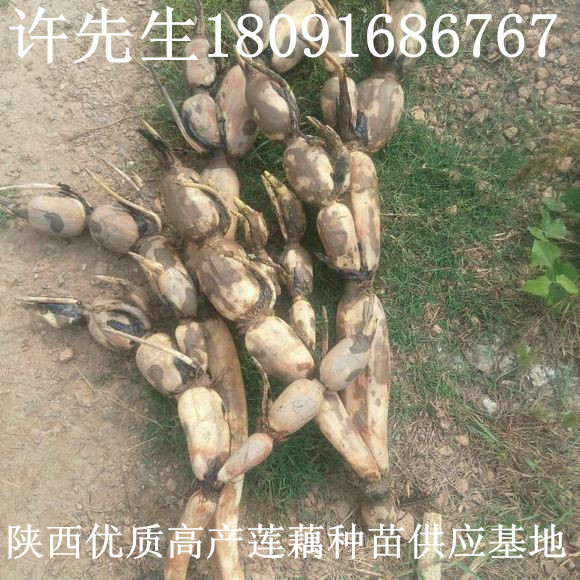 陜西種植蓮藕免費技術培訓包教會