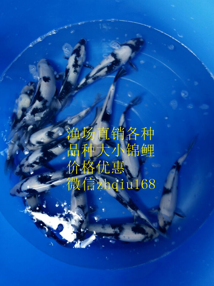 日本錦鯉白寫 魚活體