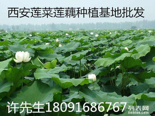 陜西農(nóng)民種植蓮藕致富經(jīng)