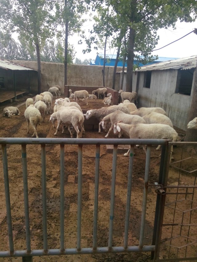 小尾寒羊的科學(xué)養(yǎng)殖 活羊肉羊 白山羊 羊羔價(jià)格走勢(shì)屠宰羊養(yǎng)殖場(chǎng) 小尾寒羊科學(xué)養(yǎng)殖