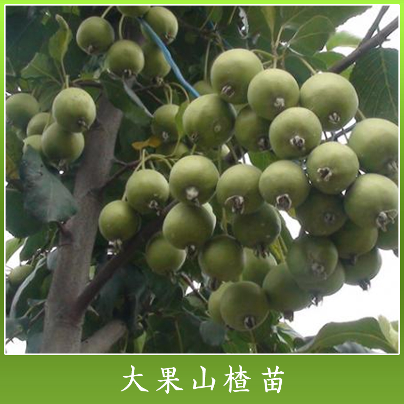 優(yōu)質(zhì)水果樹苗木 廣西大果山楂苗報價