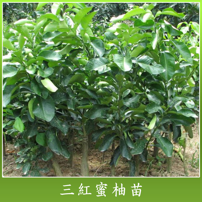 紅中紅蜜柚果苗 三紅蜜柚苗種植技術(shù) 優(yōu)質(zhì)果苗批發(fā)價(jià)格
