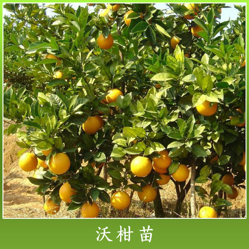 四川高產(chǎn)沃柑果苗批發(fā)價 四川哪里有高產(chǎn)沃柑果苗賣 四川高產(chǎn)沃柑果苗價錢