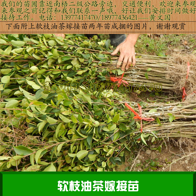 軟枝油茶嫁接苗產(chǎn)品 油茶樹(shù)苗嫁接苗批發(fā) 軟枝油茶樹(shù)苗供應(yīng)商 軟枝油茶種苗價(jià)格