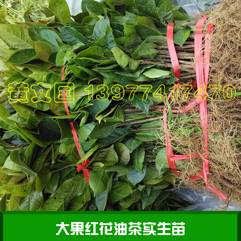 大果紅花油茶實(shí)生苗 大果紅花油茶樹苗大苗 大果紅花油茶苗圃
