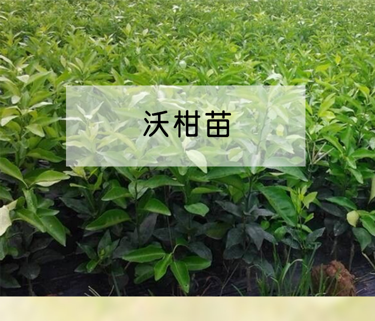 欽州091無核沃柑苗銷售電話，欽州091無核沃柑苗批發(fā)價(jià)，欽州091無核沃柑苗報(bào)價(jià)/價(jià)格