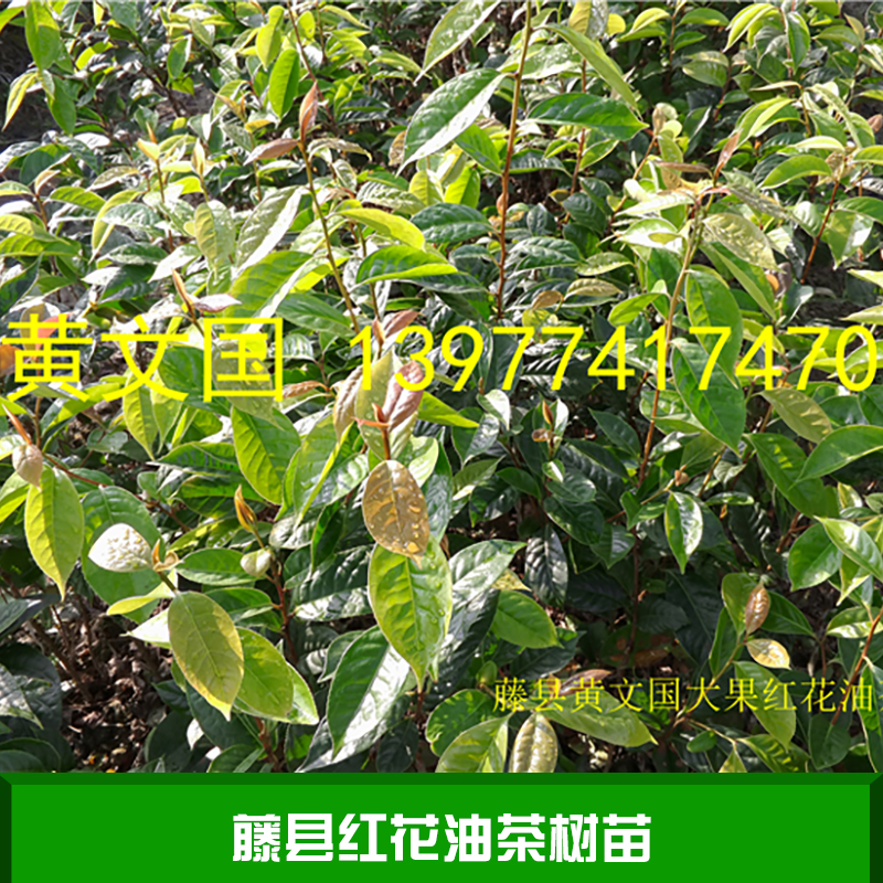 藤縣紅花油茶樹苗產(chǎn)品 廣西紅花油茶樹苗 紅花油茶樹苗供應(yīng)商 紅花油茶樹苗價格